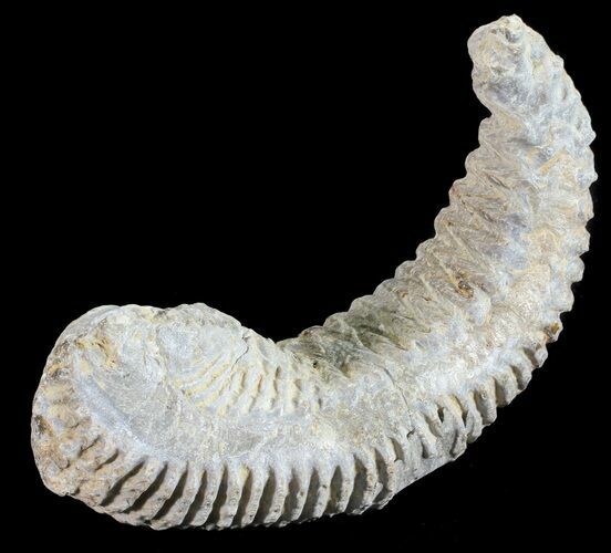Cretaceous Fossil Oyster (Rastellum) - Madagascar #54427